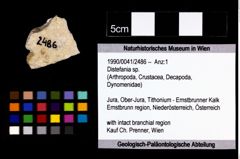 Foto (Objekt + Etikett) von Distefania sp.  (NHMW-GEO-1990-0041-2486)